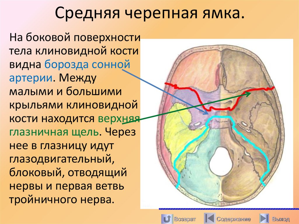 Средняя черепная ямка.