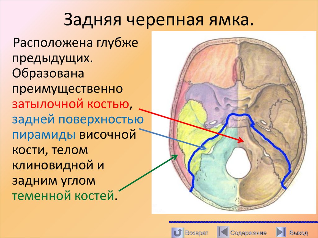 Задняя черепная ямка.