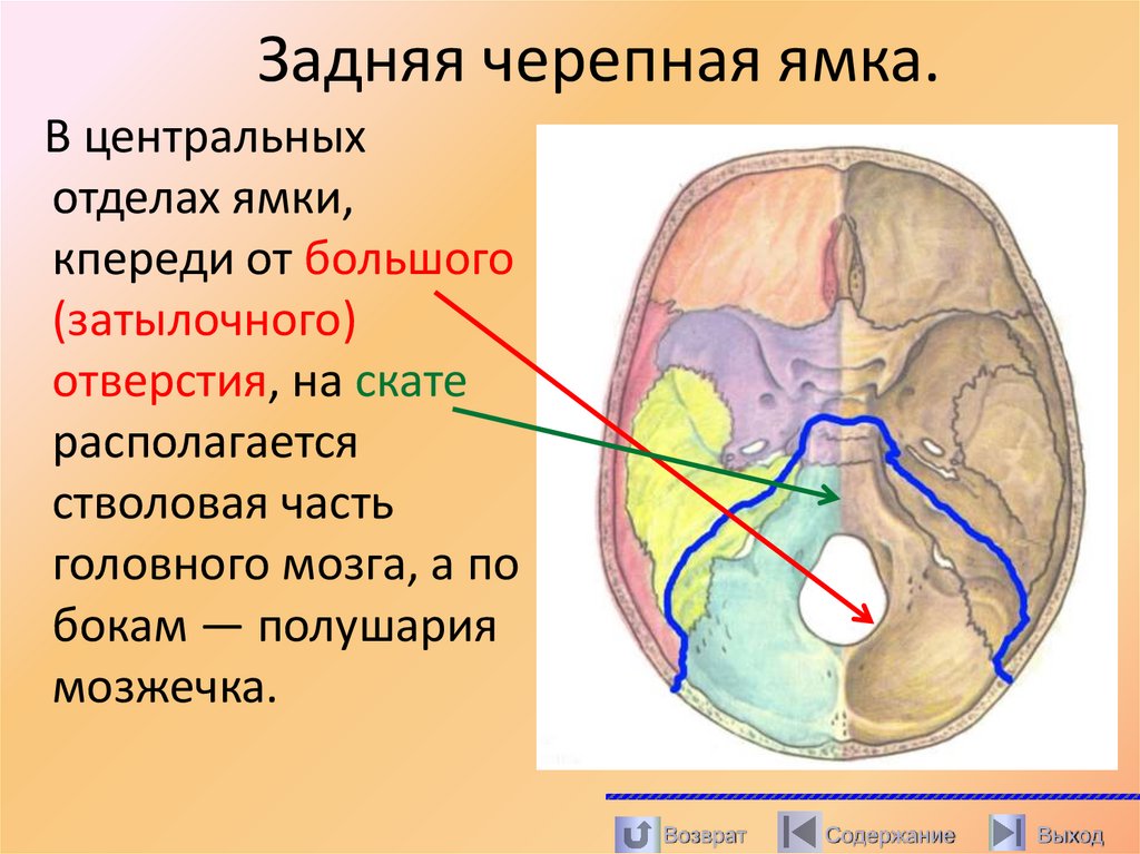 Задняя черепная ямка.