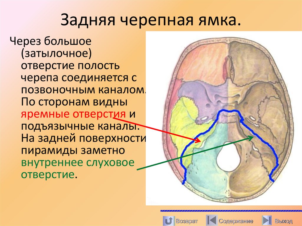 Задняя черепная ямка.