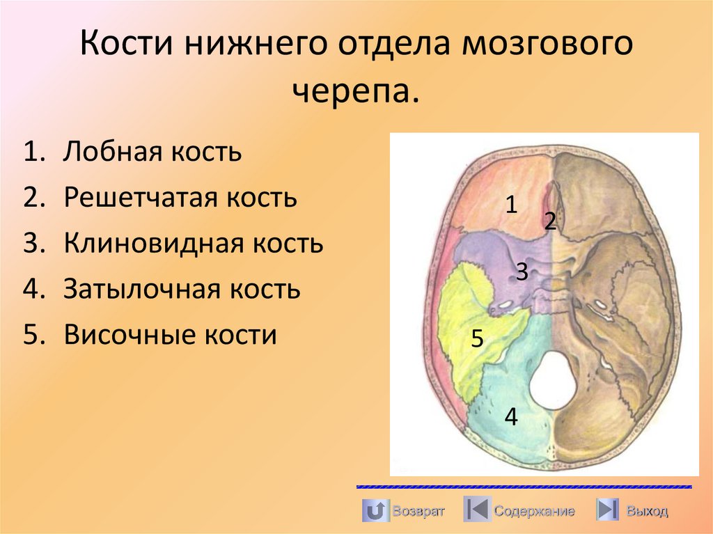 Кости нижнего отдела мозгового черепа.