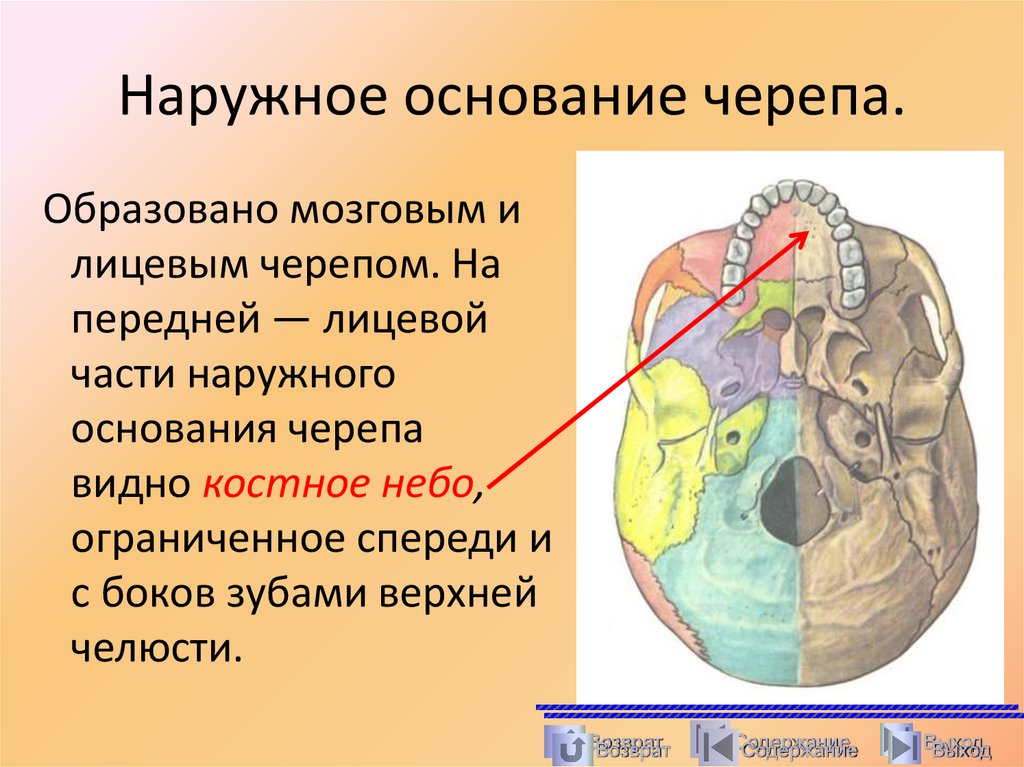 Наружное основание черепа.