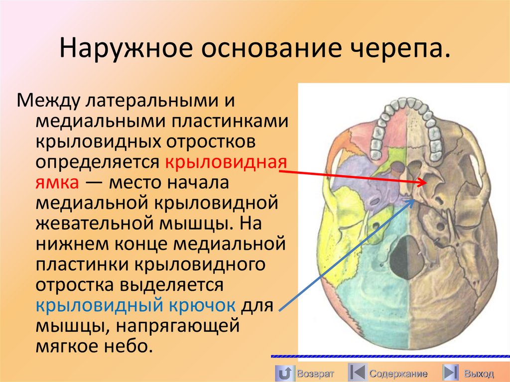 Наружное основание черепа.