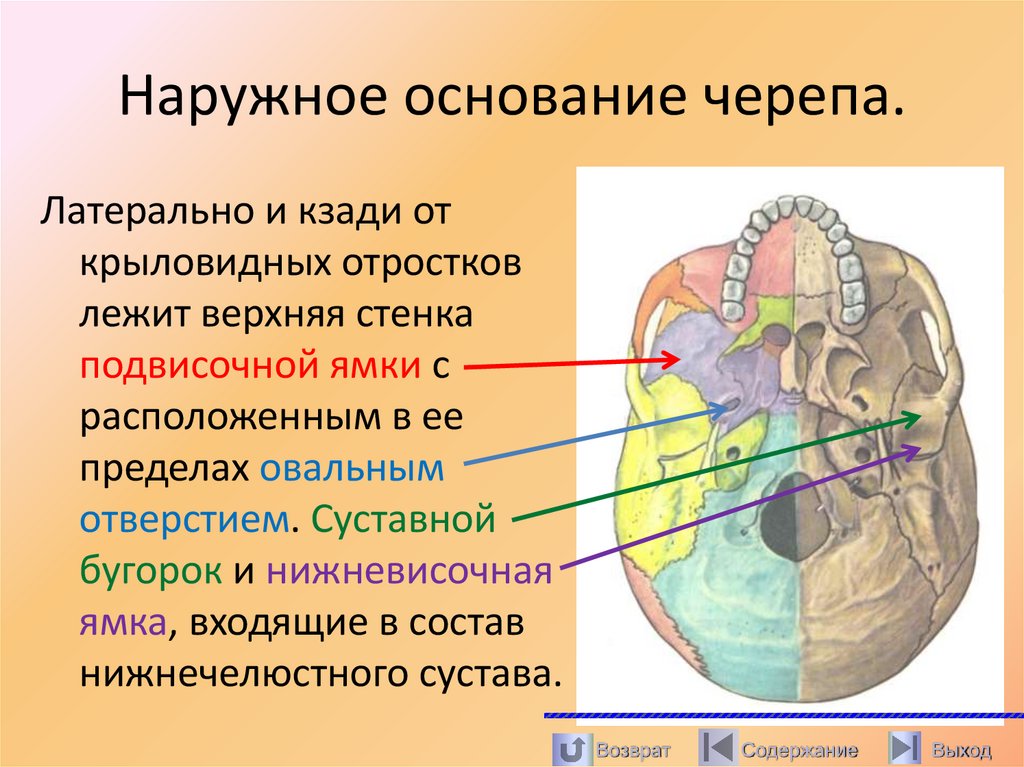Наружное основание черепа.