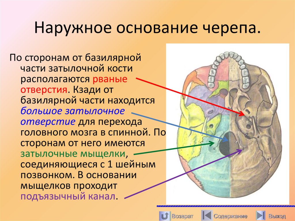Наружное основание черепа.