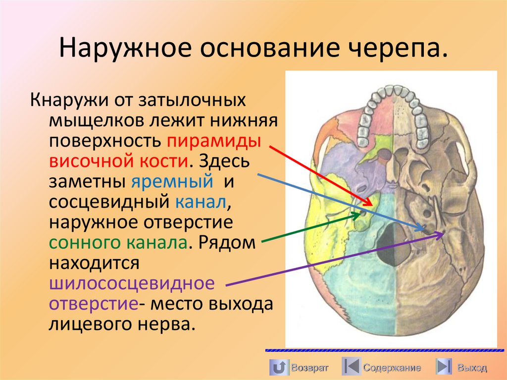 Наружное основание черепа.