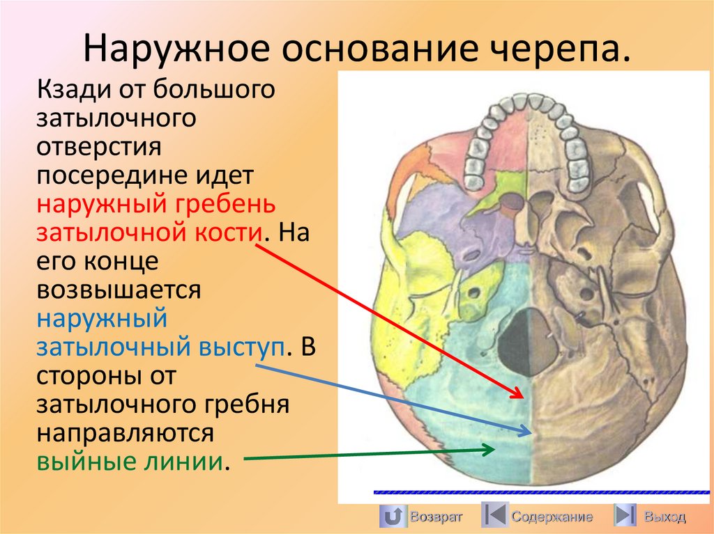 Наружное основание черепа.