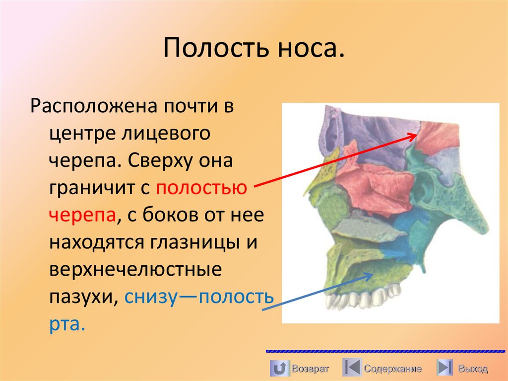 Полость носа.