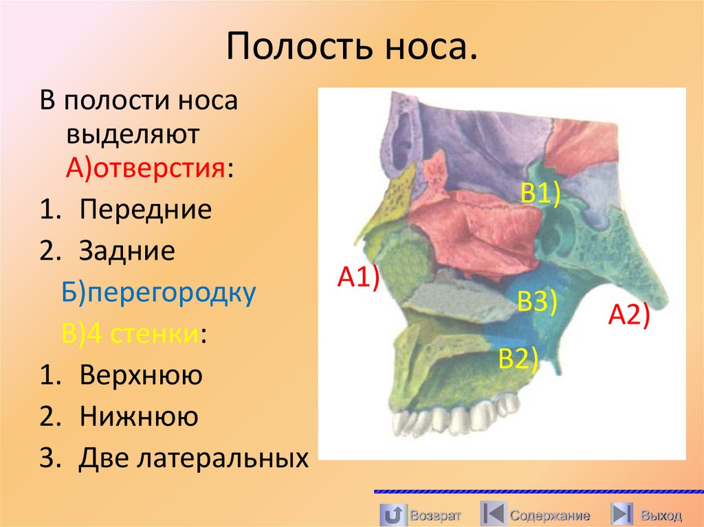 Полость носа.