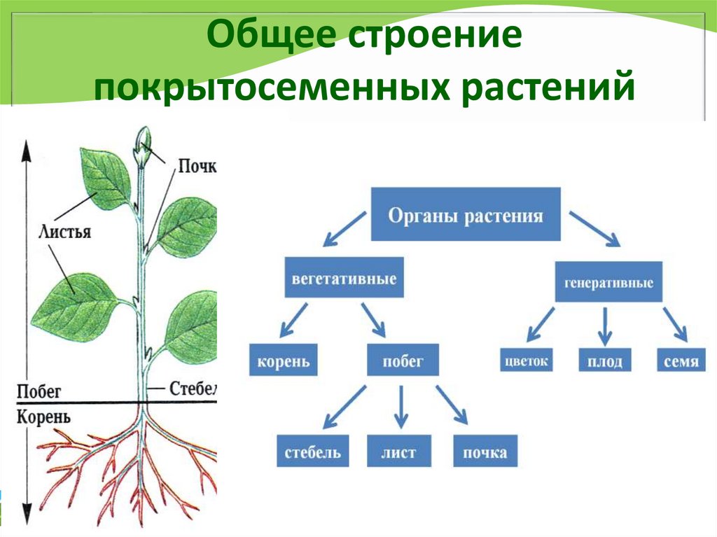 Общее строение покрытосеменных растений
