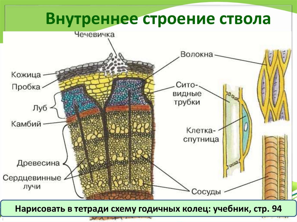 Внутреннее строение ствола