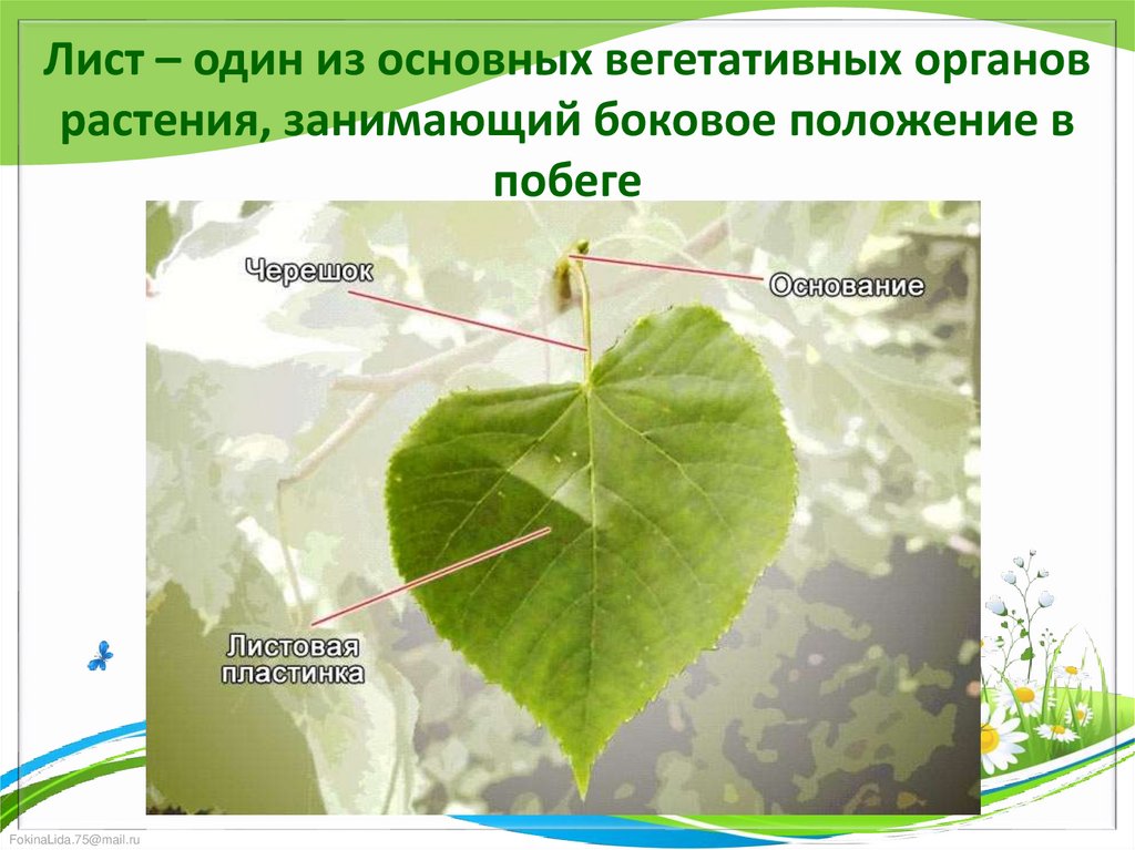 Лист – один из основных вегетативных органов растения, занимающий боковое положение в побеге