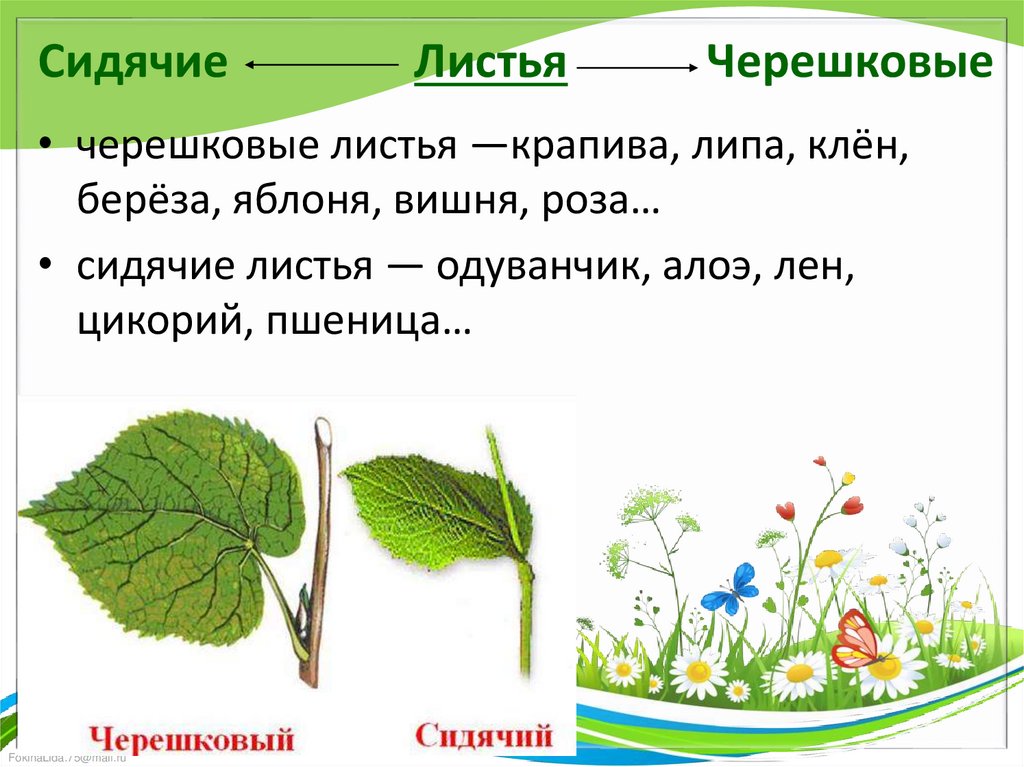 Сидячие Листья Черешковые