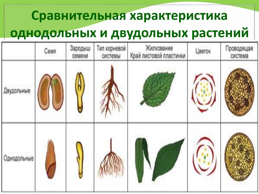 Сравнительная характеристика однодольных и двудольных растений