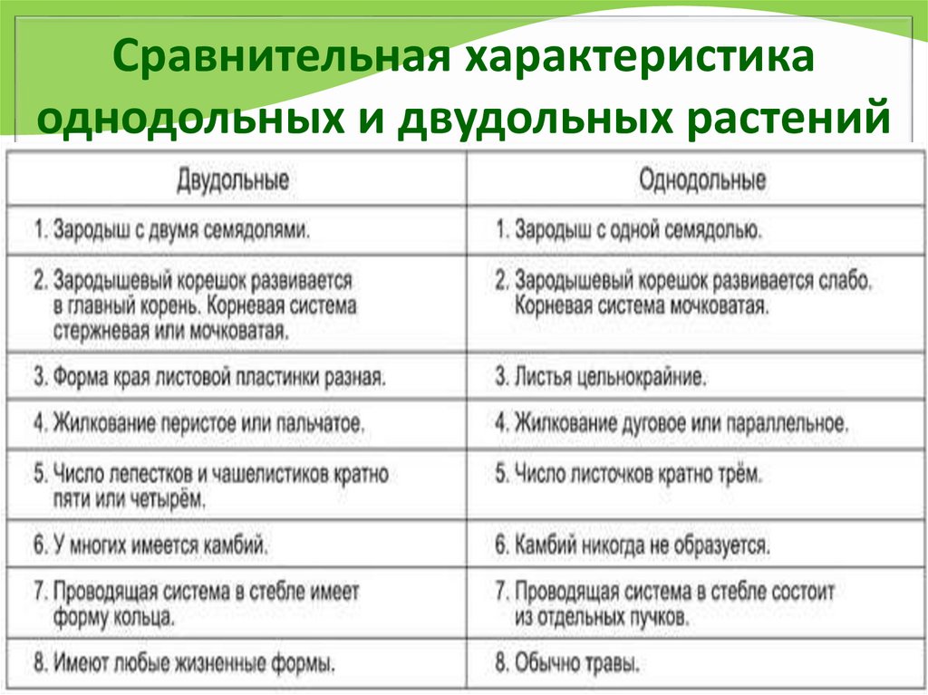 Сравнительная характеристика однодольных и двудольных растений