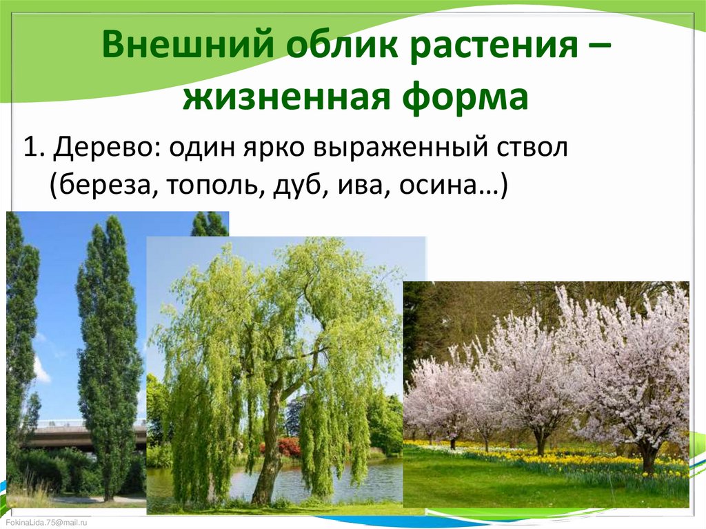 Внешний облик растения – жизненная форма