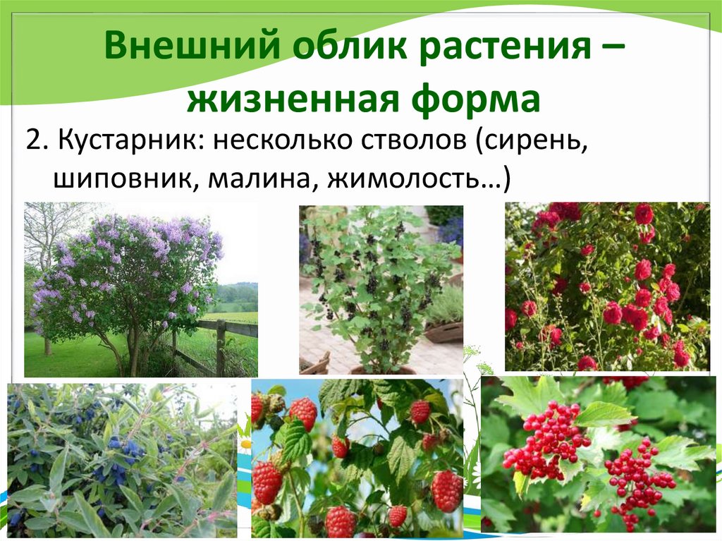 Внешний облик растения – жизненная форма