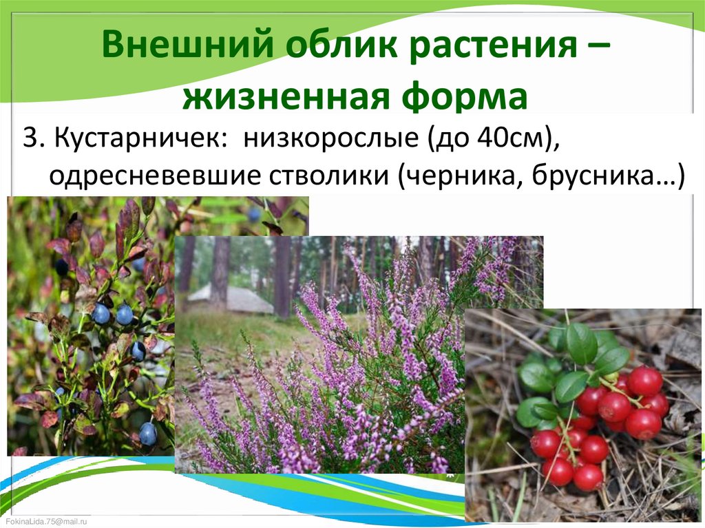 Внешний облик растения – жизненная форма