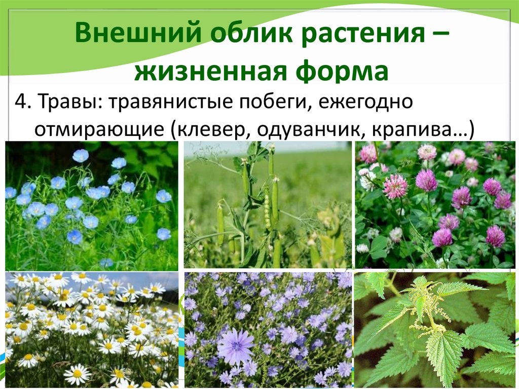 Внешний облик растения – жизненная форма