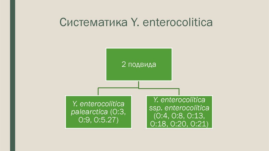 Систематика Y. enterocolitica