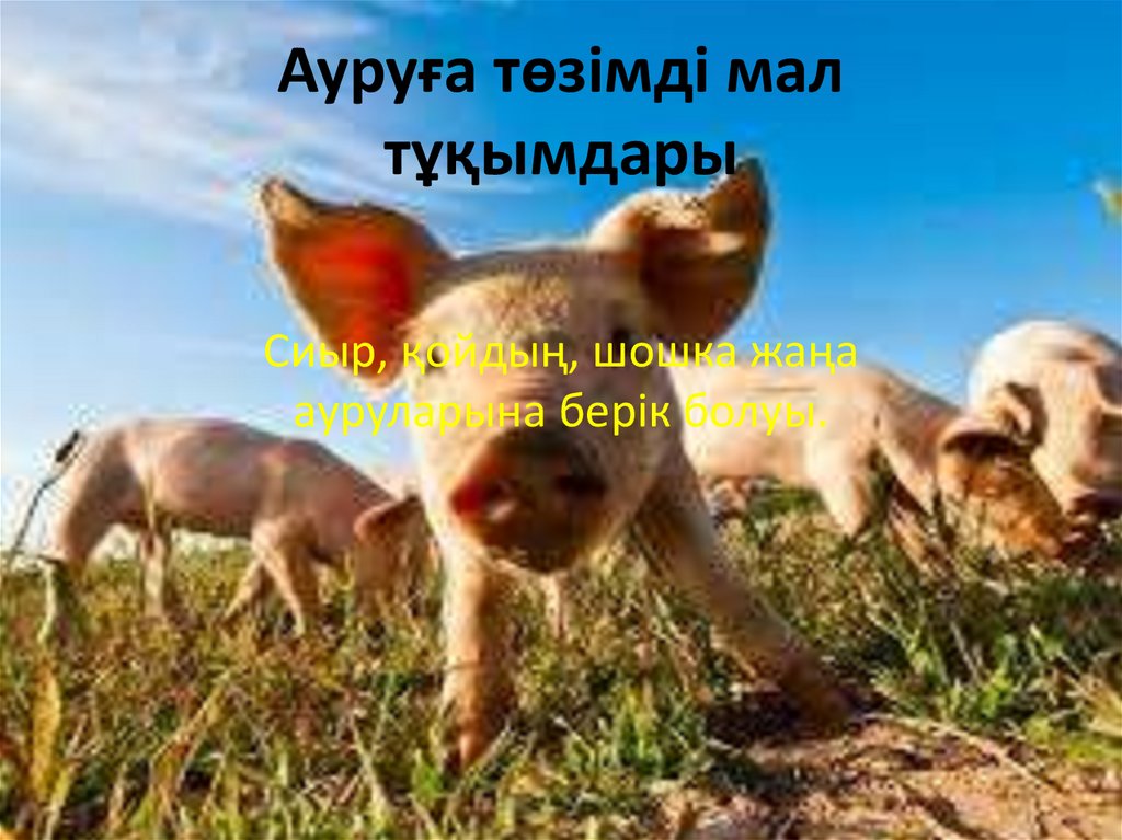 Ауруға төзімді мал тұқымдары