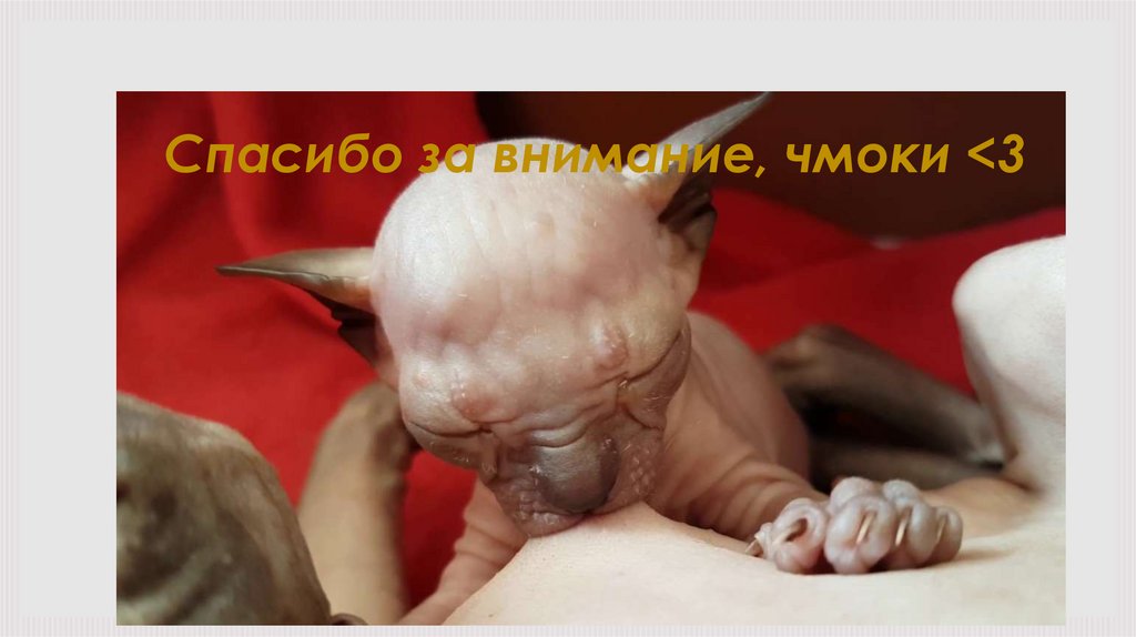 Спасибо за внимание, чмоки <3