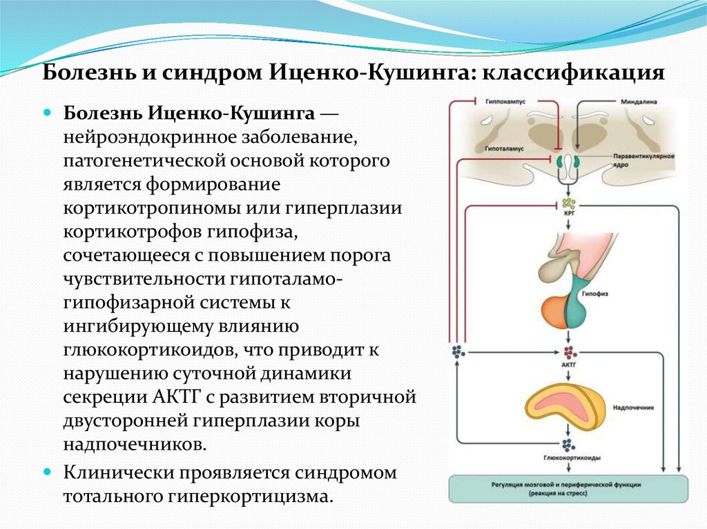 Болезнь и синдром Иценко-Кушинга: классификация