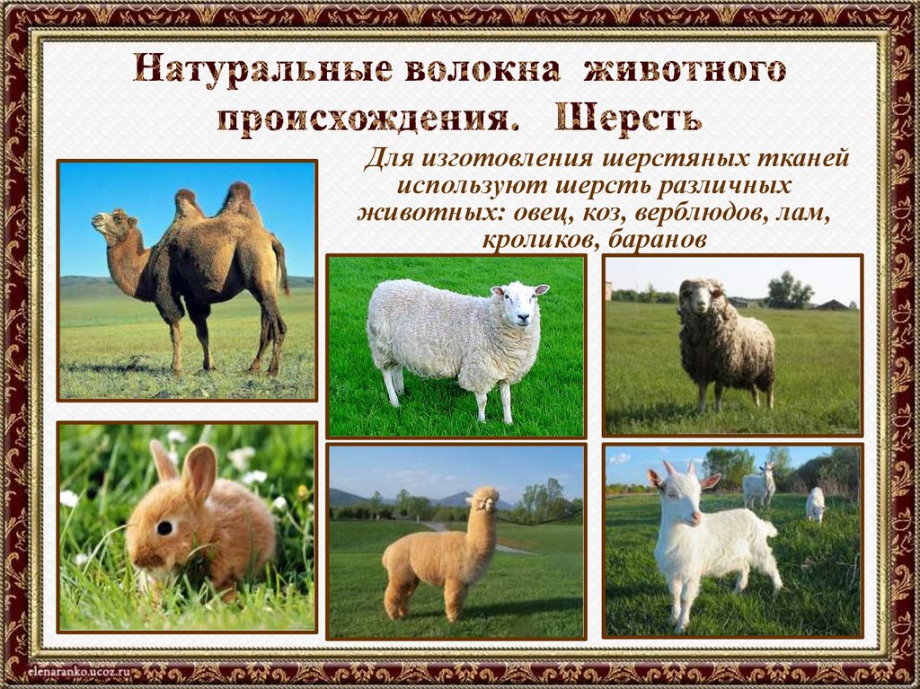 Натуральные волокна животного происхождения. Шерсть