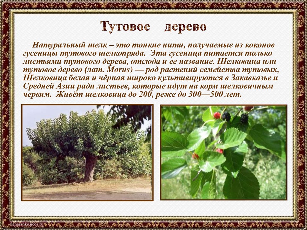 Тутовое дерево