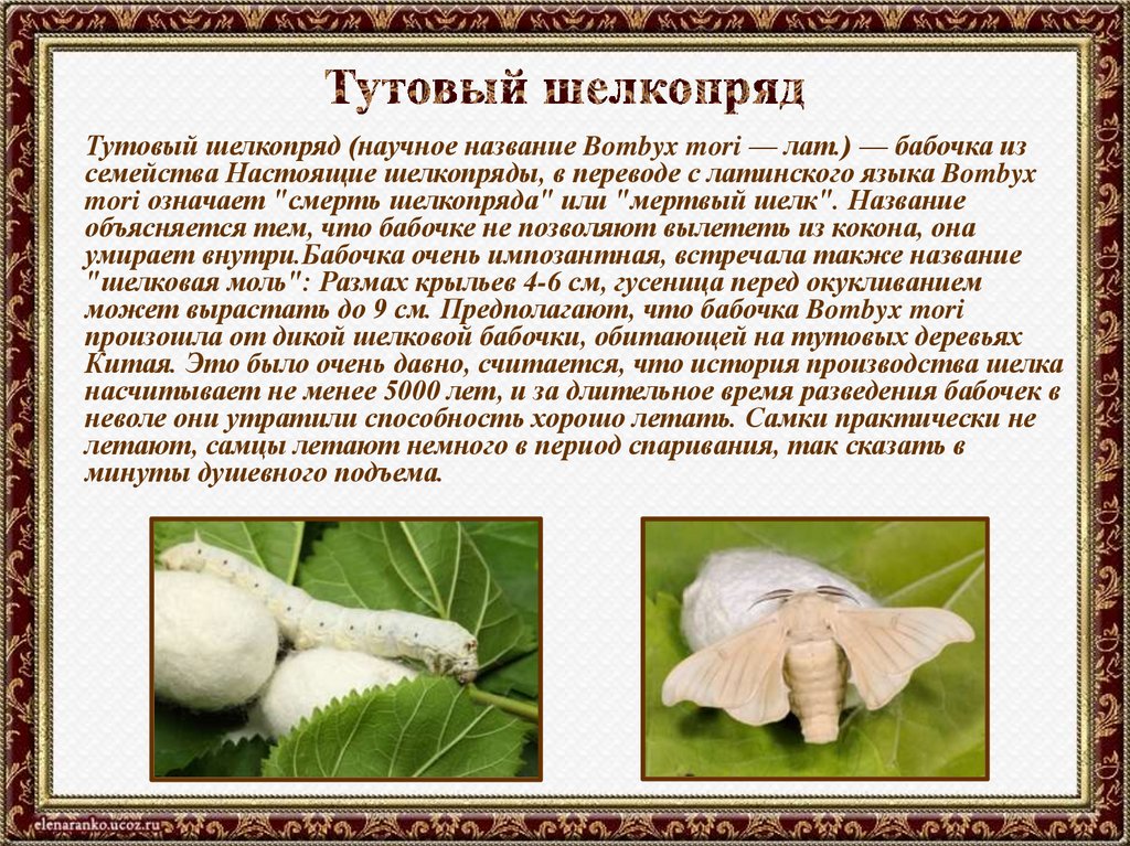 Тутовый шелкопряд