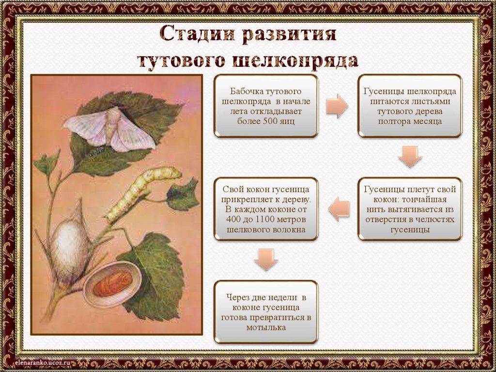 Стадии развития тутового шелкопряда