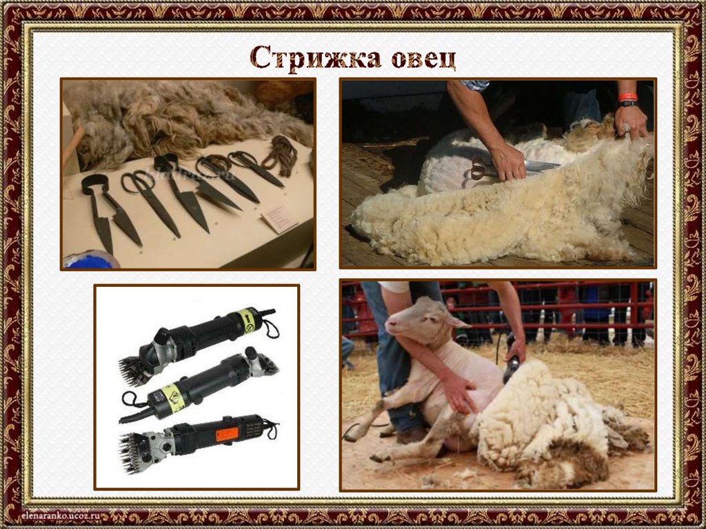Стрижка овец