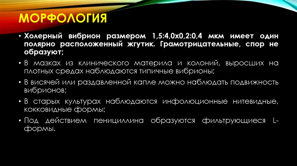 Морфология