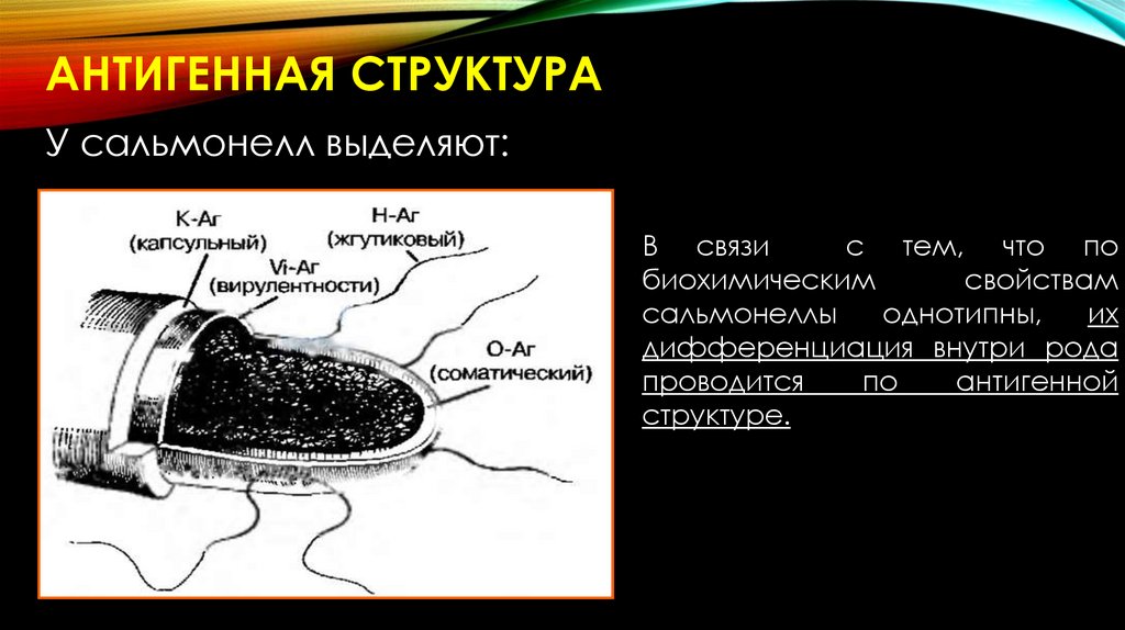 Антигенная структура