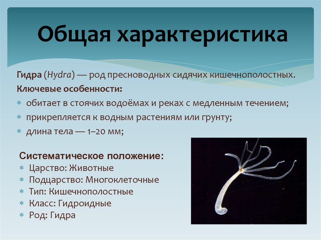  Общая характеристика