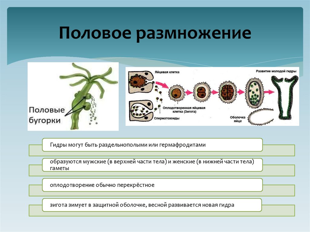 Половое размножение