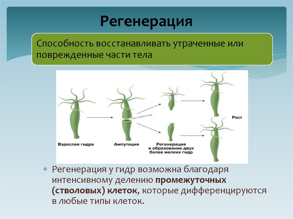 Регенерация