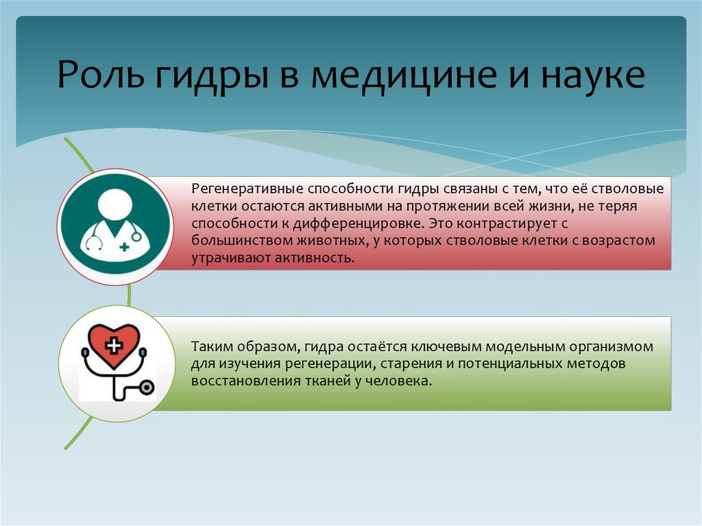 Роль гидры в медицине и науке