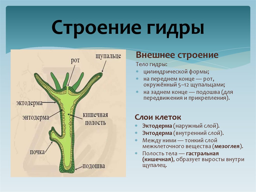 Строение гидры