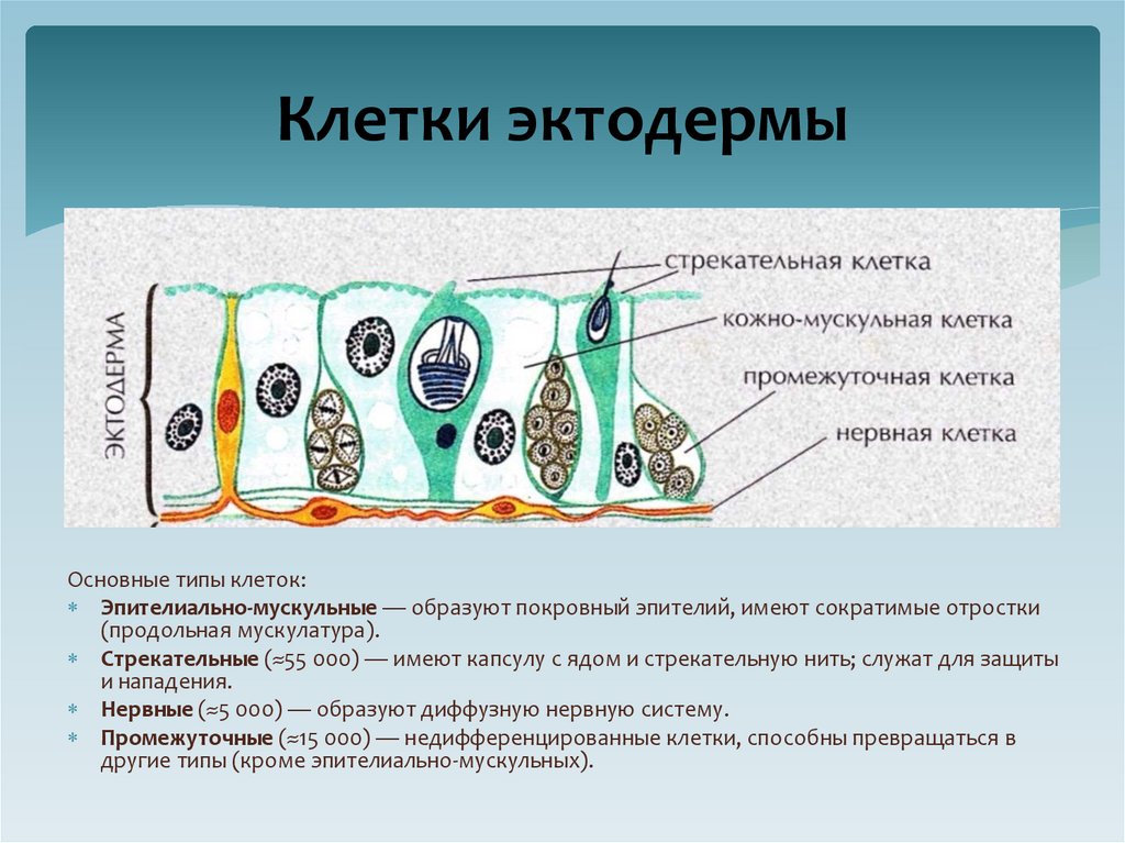Клетки эктодермы