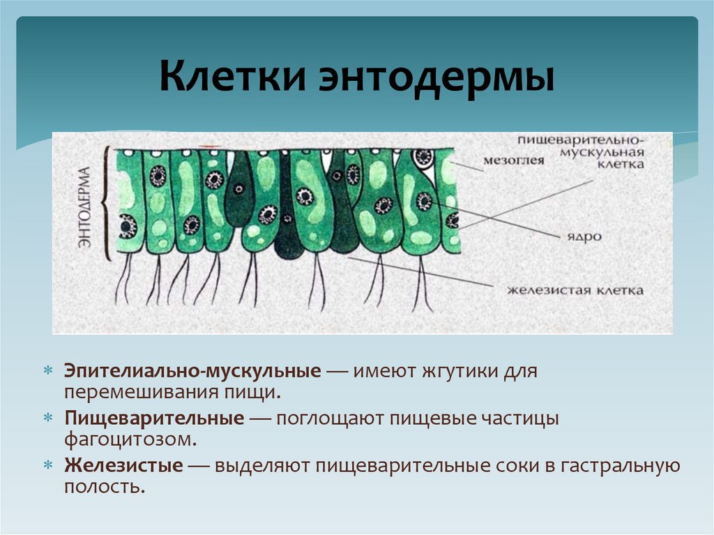 Клетки энтодермы