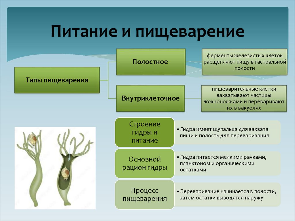 Питание и пищеварение