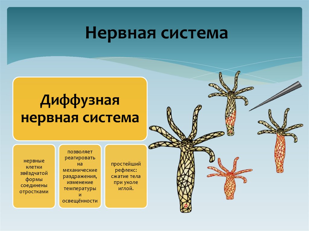  Нервная система