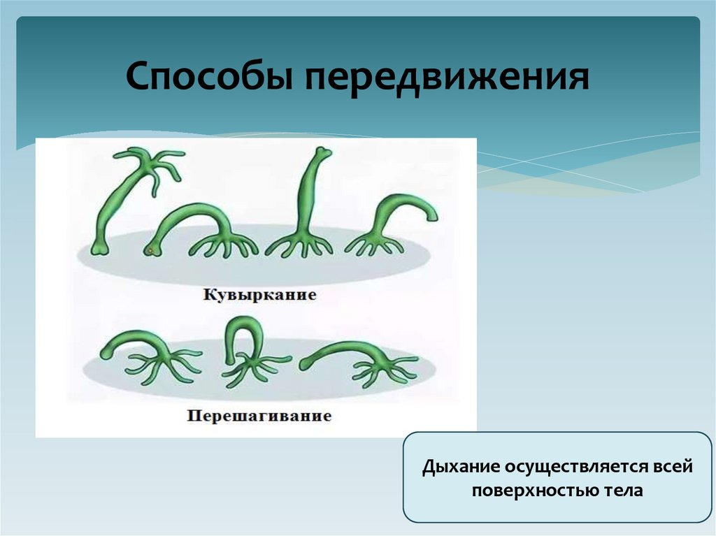 Способы передвижения