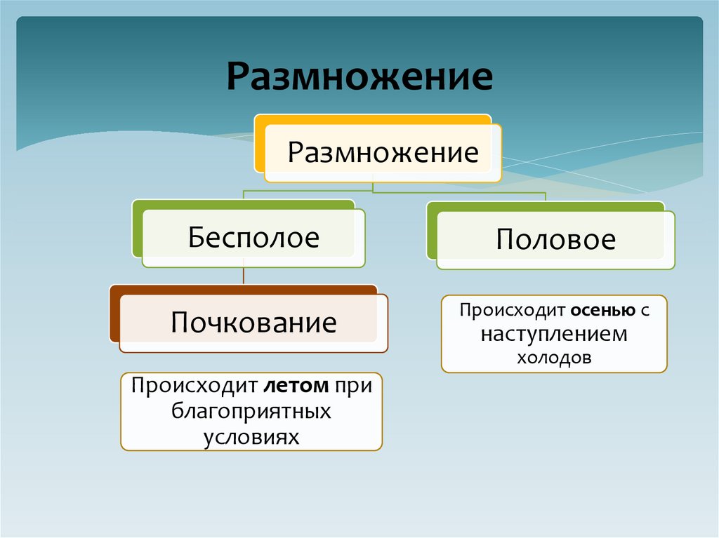 Размножение