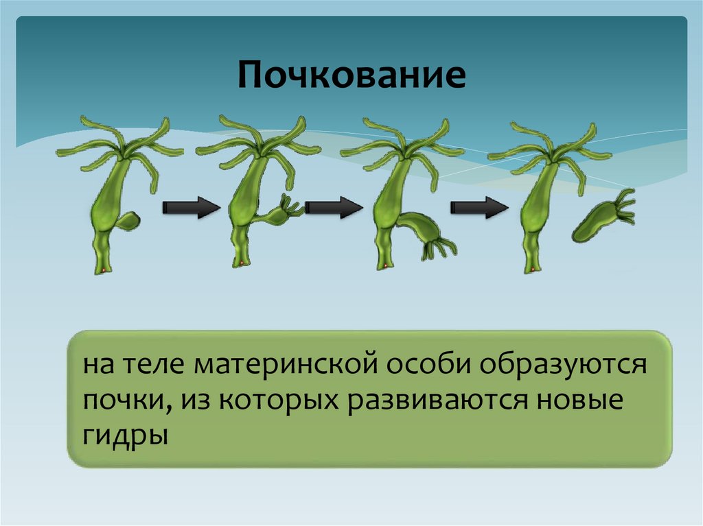 Почкование
