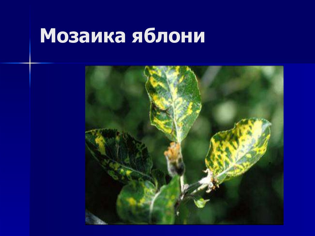 Мозаика яблони