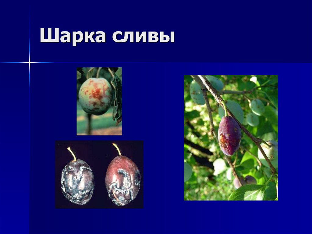 Шарка сливы