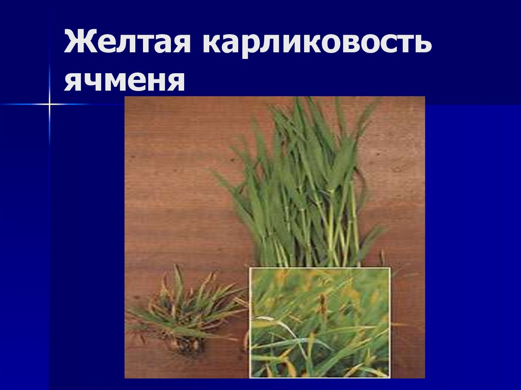 Желтая карликовость ячменя