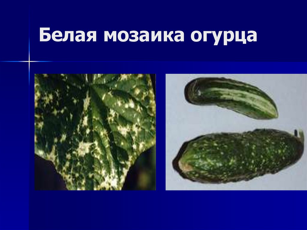 Белая мозаика огурца